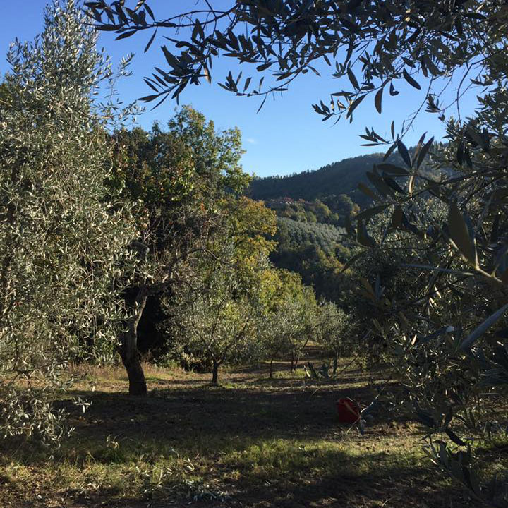 Monciolio Olives trees