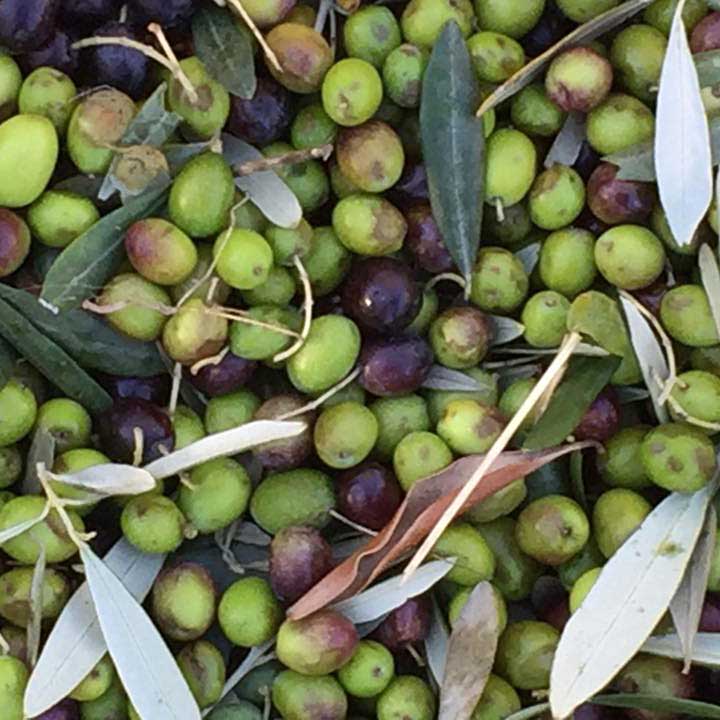 Monciolio Olives